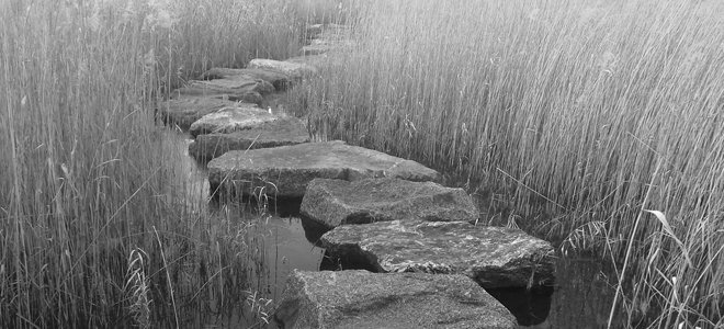 Kivijono kaislikossa